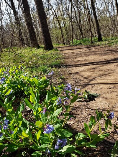 Bluebell and River Trails - Bentonville, VA