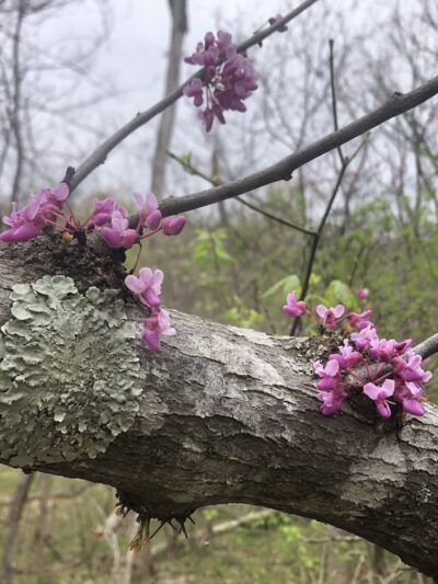 Bluebell and River Trails - Bentonville, VA