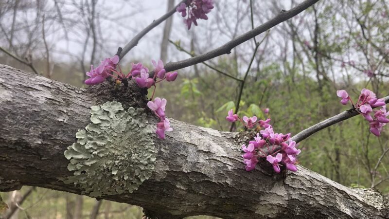 Bluebell and River Trails - Bentonville, VA