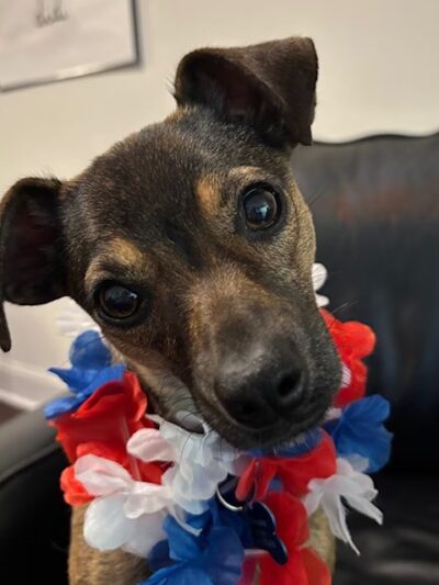 Home For Good Dog Rescue Inc - Berkeley Heights, NJ