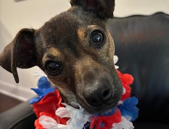 Home For Good Dog Rescue Inc - Berkeley Heights, NJ