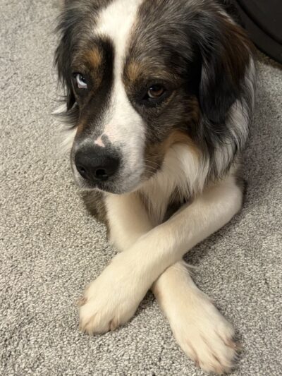 Home For Good Dog Rescue Inc - Berkeley Heights, NJ