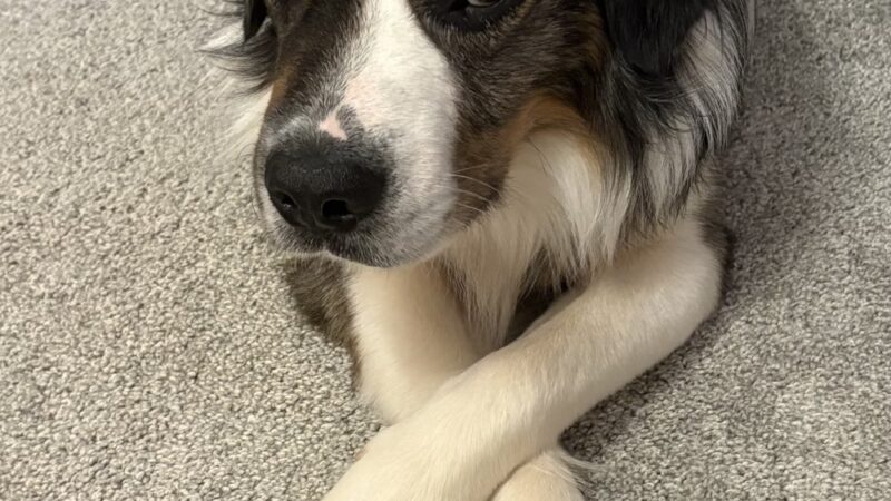 Home For Good Dog Rescue Inc - Berkeley Heights, NJ