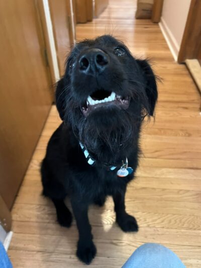 Home For Good Dog Rescue Inc - Berkeley Heights, NJ