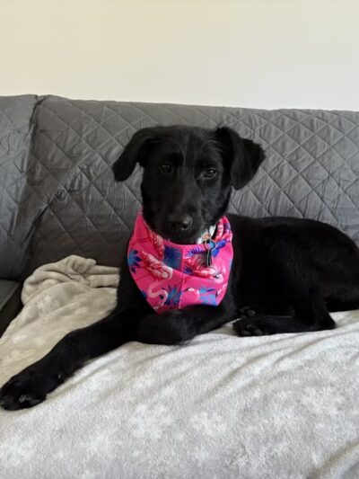 Home For Good Dog Rescue Inc - Berkeley Heights, NJ