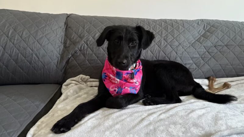 Home For Good Dog Rescue Inc - Berkeley Heights, NJ