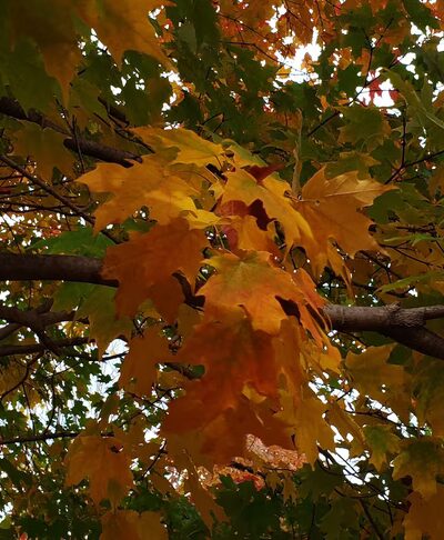 Berkeley Park District Building - Berkeley, IL
