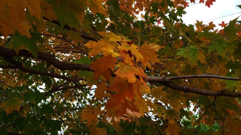 Berkeley Park District Building - Berkeley, IL