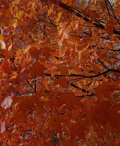 Berkeley Park District Building - Berkeley, IL