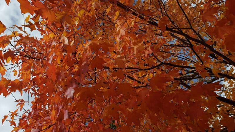 Berkeley Park District Building - Berkeley, IL