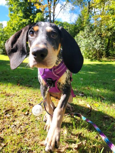 Happy Trails Pet Care - Berkley, MA