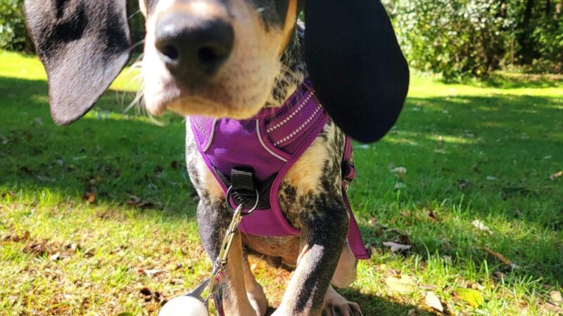 Happy Trails Pet Care - Berkley, MA