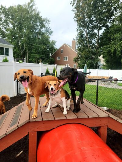 Happy Trails Pet Care - Berkley, MA