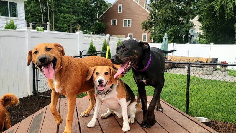 Happy Trails Pet Care - Berkley, MA