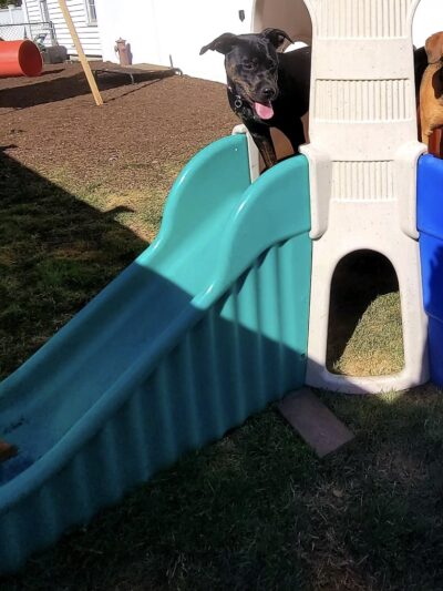 Happy Trails Pet Care - Berkley, MA