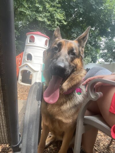 Happy Trails Pet Care - Berkley, MA