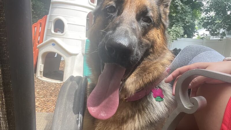 Happy Trails Pet Care - Berkley, MA
