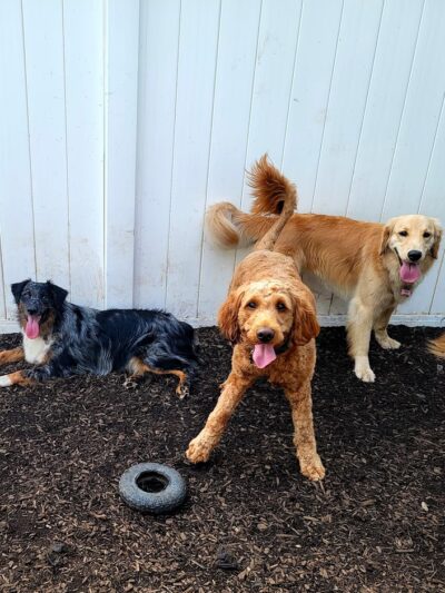 Happy Trails Pet Care - Berkley, MA