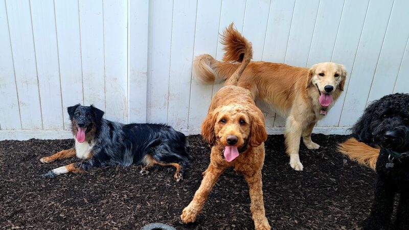 Happy Trails Pet Care - Berkley, MA