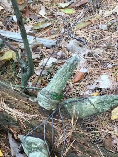 Gates Pond Reservoir Loop Trail - Berlin, MA