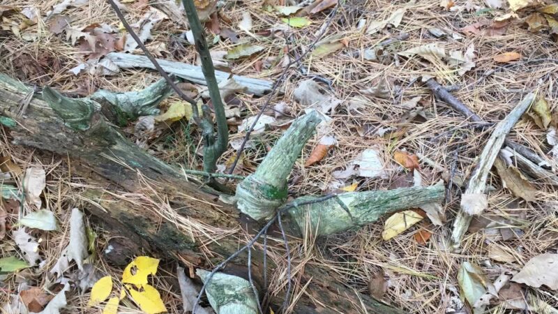 Gates Pond Reservoir Loop Trail - Berlin, MA
