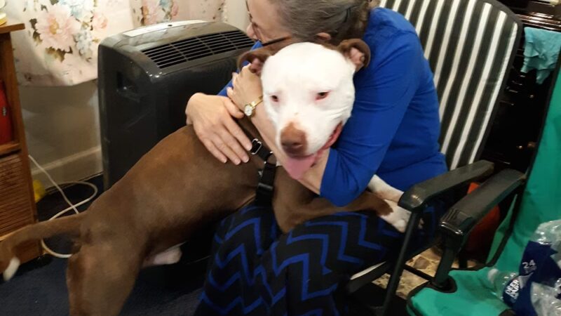 Clarke County Animal Shelter - Berryville, VA