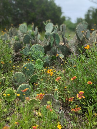 Doeskin Ranch Trailhead - Bertram, TX