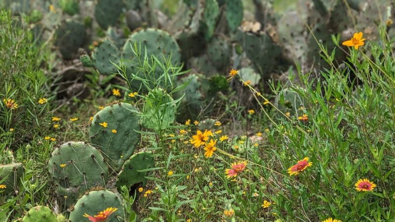 Doeskin Ranch Trailhead - Bertram, TX