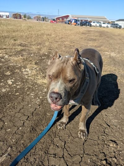 Living Grace Canine Ranch - Bertram, TX