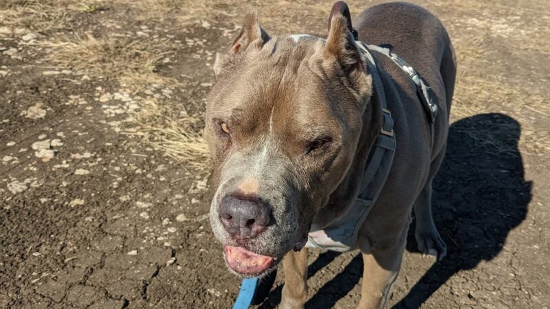 Living Grace Canine Ranch - Bertram, TX