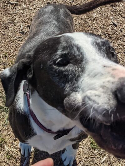 Living Grace Canine Ranch - Bertram, TX