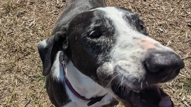 Living Grace Canine Ranch - Bertram, TX