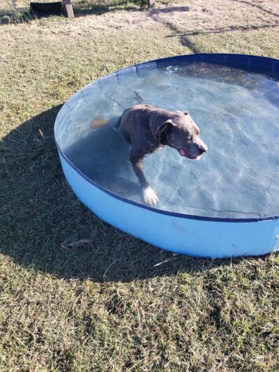 Living Grace Canine Ranch - Bertram, TX