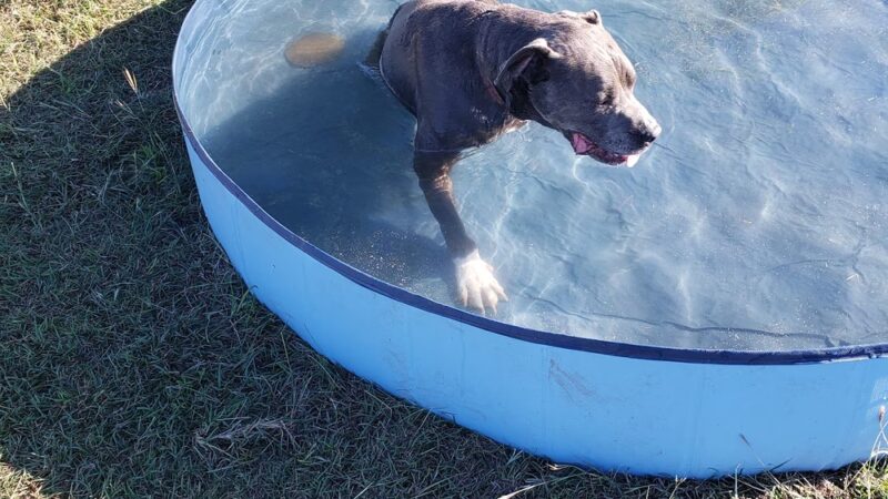 Living Grace Canine Ranch - Bertram, TX