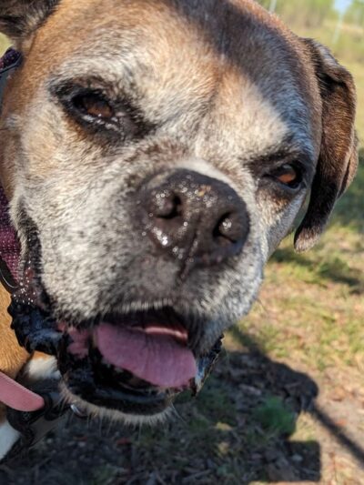 Living Grace Canine Ranch - Bertram, TX