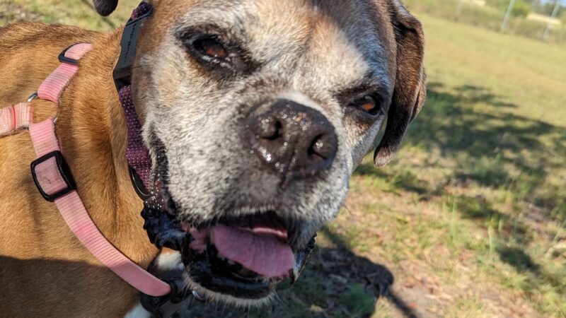 Living Grace Canine Ranch - Bertram, TX