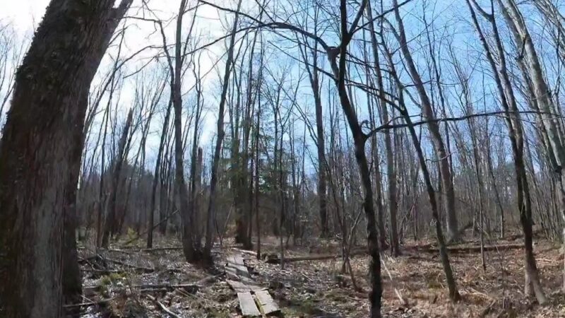 Penny Pond Woods - Berwick, ME