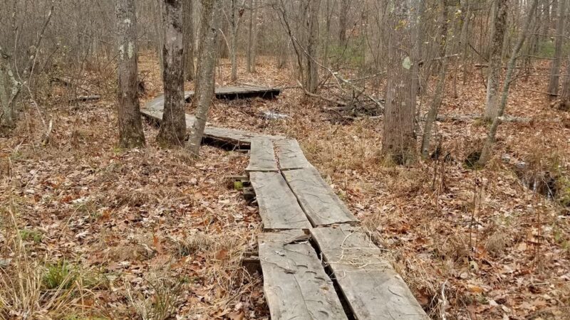Penny Pond Woods - Berwick, ME