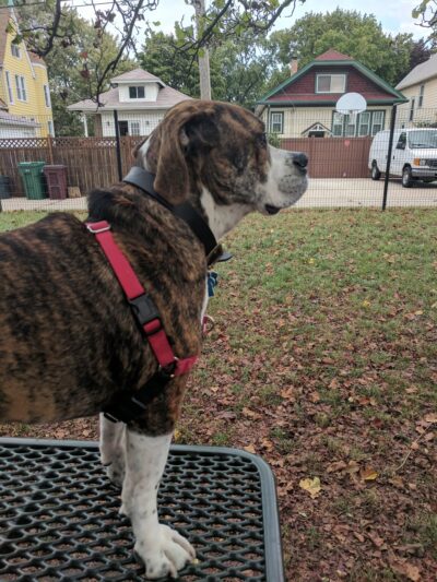 Karban Dog Park - Berwyn, IL