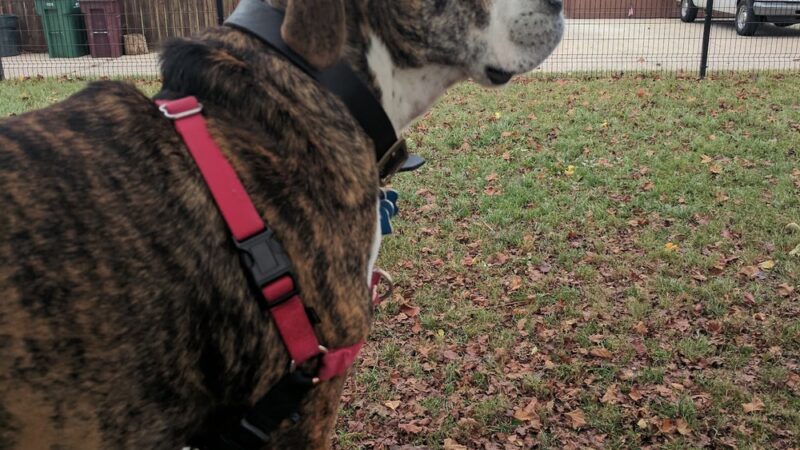 Karban Dog Park - Berwyn, IL