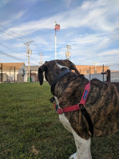 Karban Dog Park - Berwyn, IL