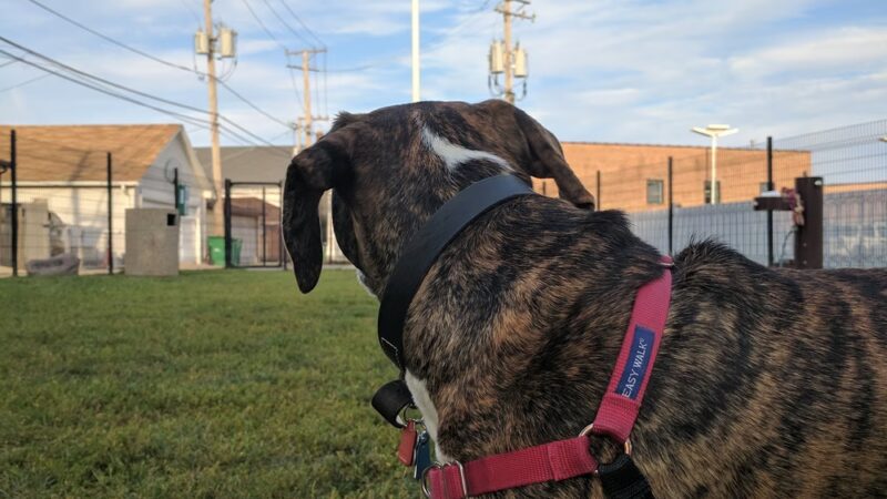 Karban Dog Park - Berwyn, IL
