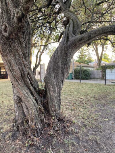 Karban Dog Park - Berwyn, IL