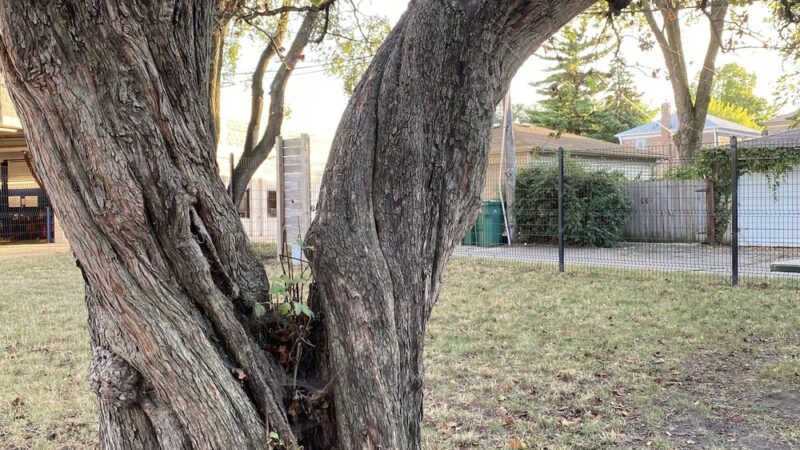 Karban Dog Park - Berwyn, IL