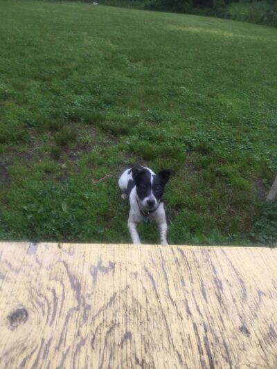 Bethany Dog Park - Bethany, CT