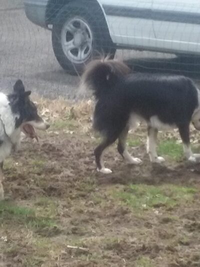Bethany Dog Park - Bethany, CT