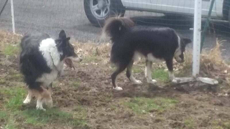 Bethany Dog Park - Bethany, CT