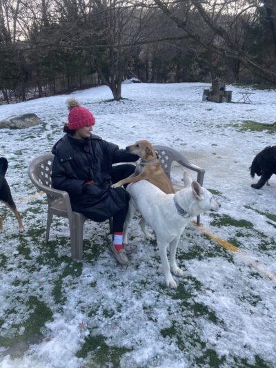 Bark & Run Doggie Camp - Bethel, CT