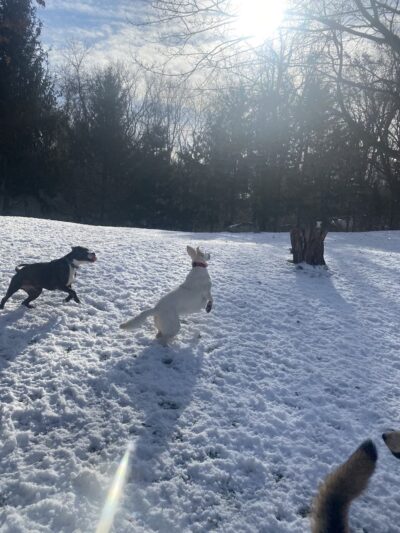 Bark & Run Doggie Camp - Bethel, CT