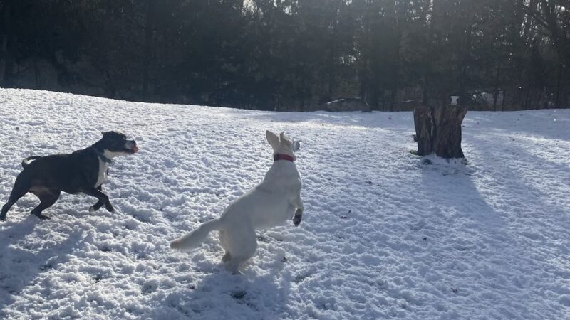 Bark & Run Doggie Camp - Bethel, CT